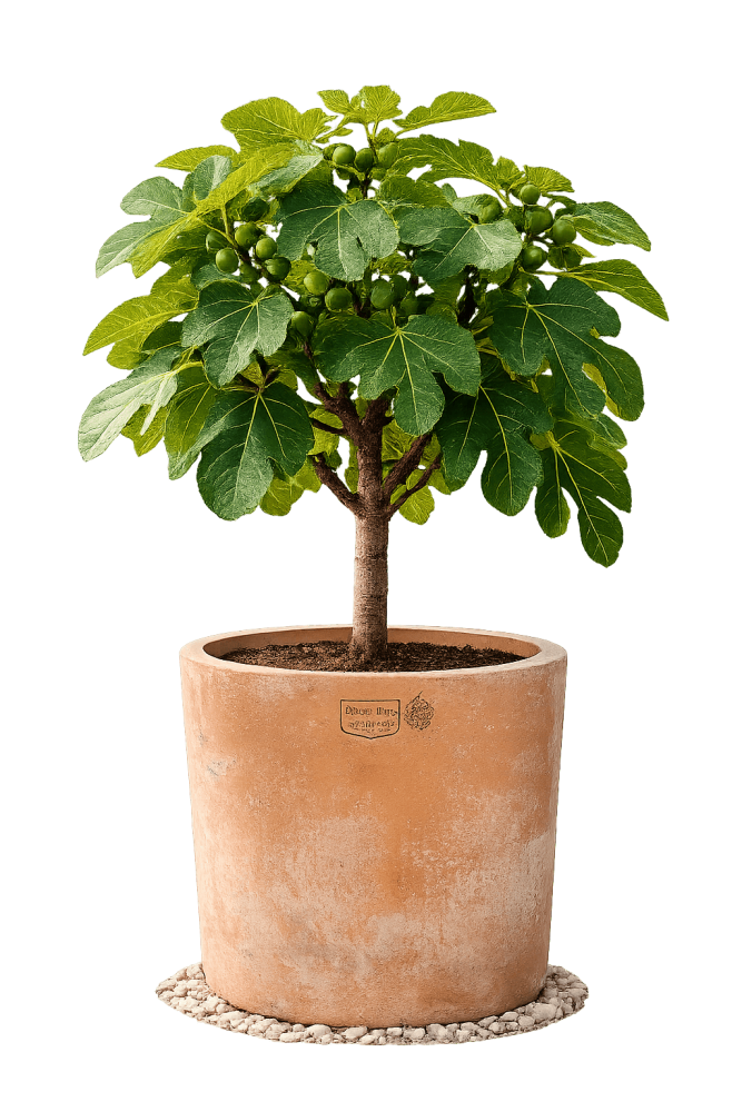 Terracotta design moderne en terre cuite d’Impruneta – élégance minimaliste